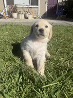 Sky, a female Goldendoodle for sale in Vacaville, CA – 2 of 10