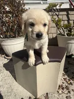 Tank, a male Goldendoodle for sale in Vacaville, CA – 3 of 9