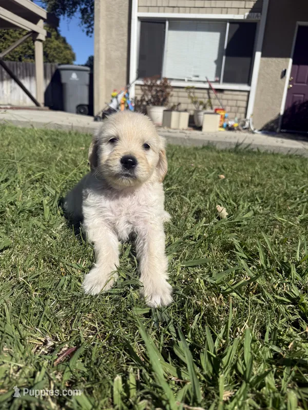 Benji – Goldendoodle puppy for sale in Vacaville, CA