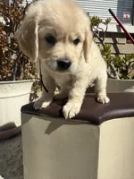 Luna, a female Goldendoodle for sale in Vacaville, CA – 6 of 9
