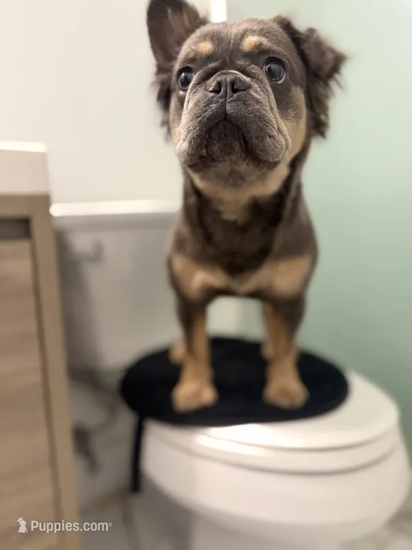 Vanilla – French Bulldog puppy for sale in Philadelphia, PA