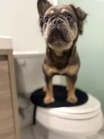 Vanilla, a female French Bulldog for sale in Philadelphia, PA – 1 of 5
