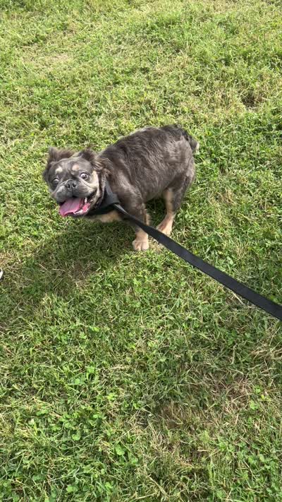 Vanilla, a female French Bulldog for sale in Philadelphia, PA – 3 of 5
