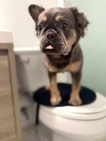 Vanilla, a female French Bulldog for sale in Philadelphia, PA – 4 of 5