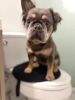Vanilla, a female French Bulldog for sale in Philadelphia, PA – 2 of 5