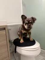 Vanilla, a female French Bulldog for sale in Philadelphia, PA – 5 of 5