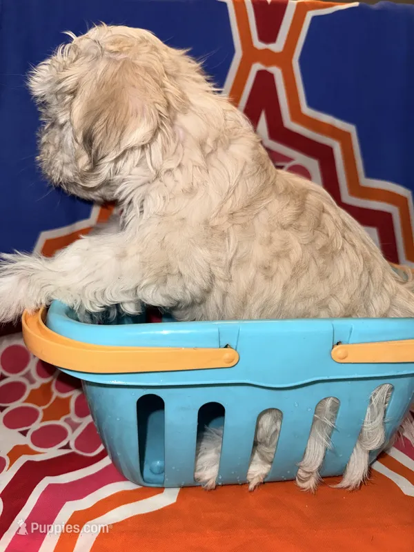 Rumi, a female Mal Shi for sale in Sacramento, CA – 1 of 2