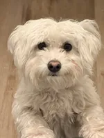 Zaki , a male Maltese and Bichpoo for sale in Sacramento, CA – 2 of 2