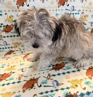 Charley , a male Maltese and Shih Tzu for sale in Sacramento, CA – 1 of 2