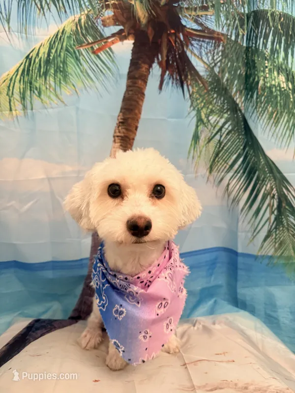 Zaki  – Maltese, Bichpoo puppy for sale in Sacramento, CA