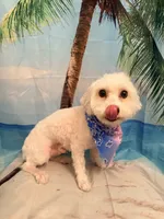 Zaki , a male Maltese and Bichpoo for sale in Sacramento, CA – 2 of 4