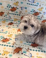 Charley , a male Maltese and Shih Tzu for sale in Sacramento, CA – 2 of 2