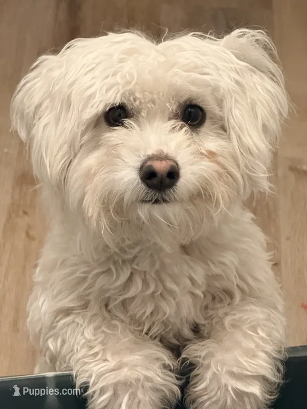 Zaki  – Maltese, Bichpoo puppy for sale in Sacramento, CA
