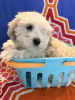Rumi, a female Maltese and Mal Shi for sale in Sacramento, CA – 2 of 2
