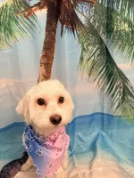 Zaki , a male Maltese and Bichpoo for sale in Sacramento, CA – 3 of 4