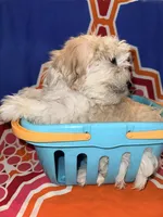 Rumi, a female Mal Shi for sale in Sacramento, CA – 2 of 2