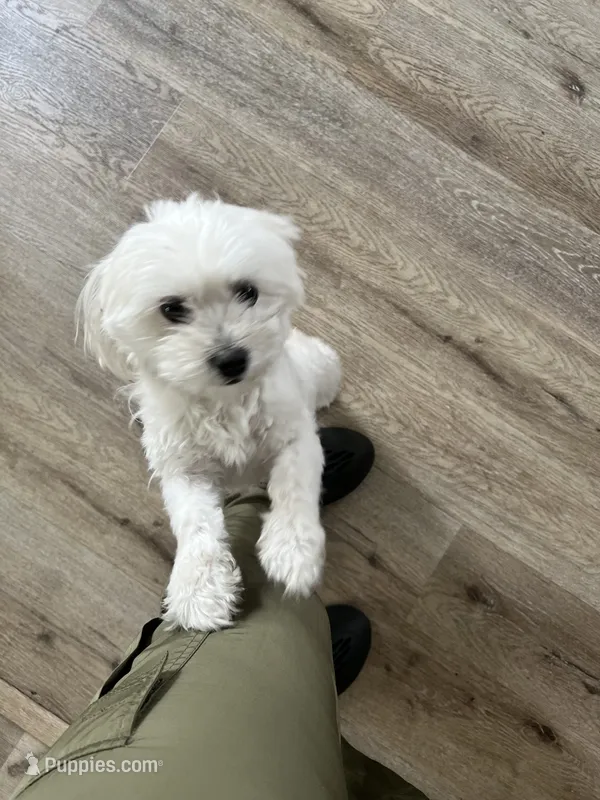 Z – Maltese puppy for sale in Sacramento, CA