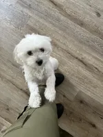 Z, a female Maltese for sale in Sacramento, CA – 1 of 2