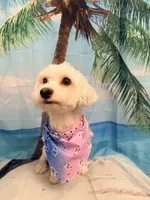 Zaki , a male Maltese and Bichpoo for sale in Sacramento, CA – 4 of 4
