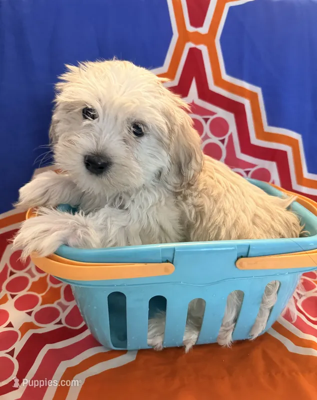 Rumi – Mal Shi puppy for sale in Sacramento, CA