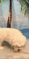 Lumi, a female Maltese for sale in Sacramento, CA – 2 of 2