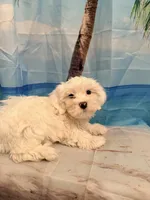 Lumi, a female Maltese for sale in Sacramento, CA – 1 of 2