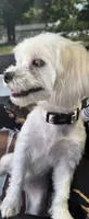 Z, a female Maltese for sale in Sacramento, CA – 2 of 2