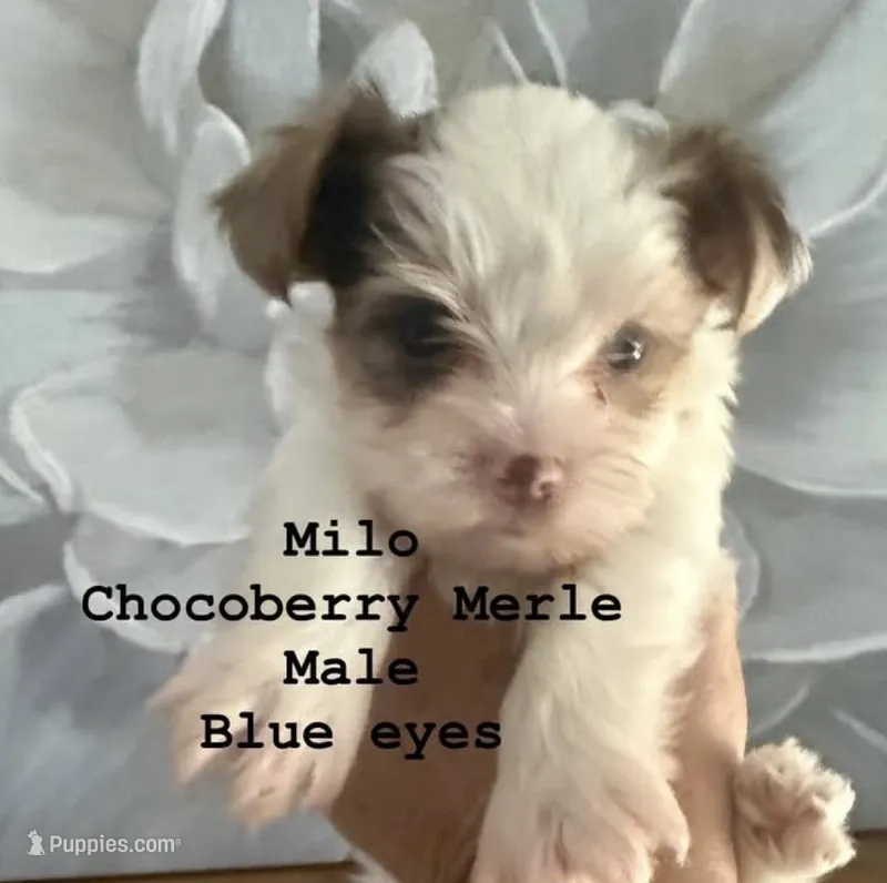 Milo with blue eyes – Yorkshire Terrier puppy for sale in Waxahachie, TX