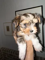 Sox, Chocolate Sable, a male Yorkshire Terrier for sale in Waxahachie, TX – 1 of 10