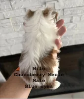 Milo with blue eyes, a male Yorkshire Terrier for sale in Waxahachie, TX – 2 of 5