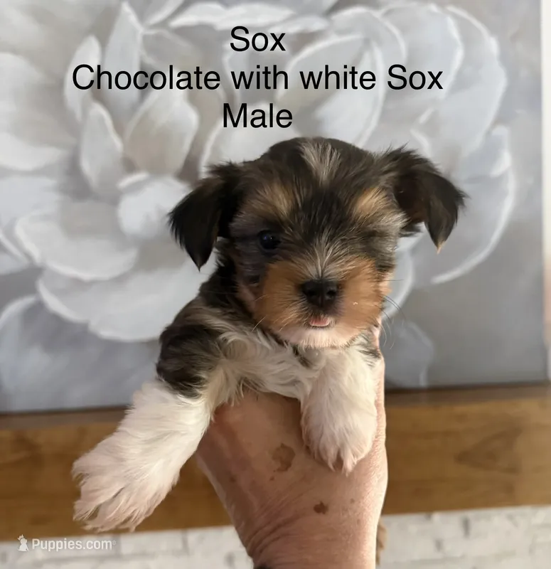 Sox – Yorkshire Terrier puppy for sale in Waxahachie, TX