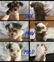 Mav, a male Yorkshire Terrier for sale in Waxahachie, TX – 5 of 5