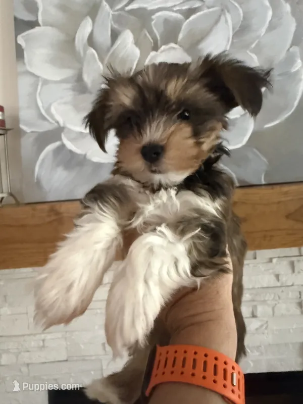 Sox, Chocolate Sable – Yorkshire Terrier puppy for sale in Waxahachie, TX