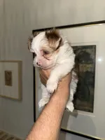 Milo Chocoberry with blue eyes, a male Yorkshire Terrier for sale in Waxahachie, TX – 2 of 9