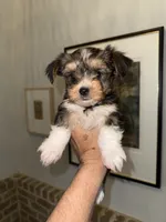 Sox, Chocolate Sable, a male Yorkshire Terrier for sale in Waxahachie, TX – 3 of 10