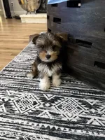 Sox, Sable Merle , a male Yorkshire Terrier for sale in Waxahachie, TX – 1 of 5