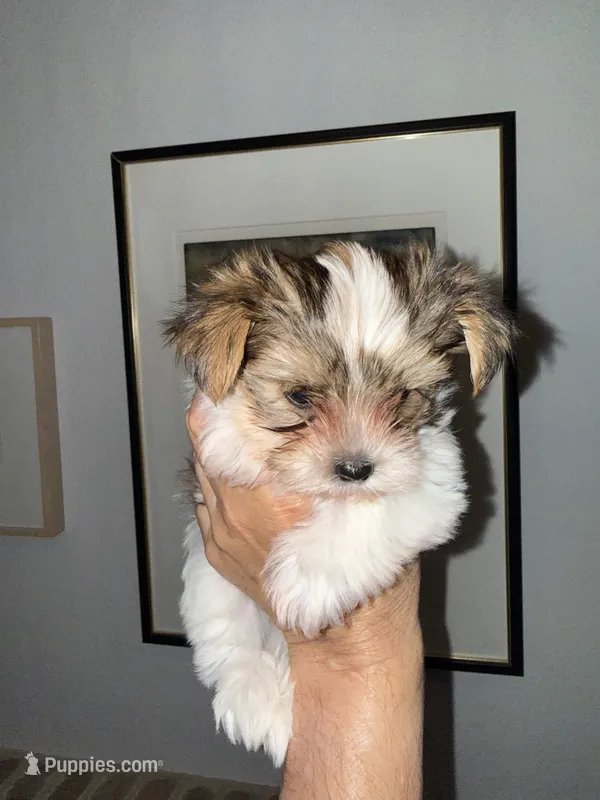 Mav ,Chocolate Parti – Yorkshire Terrier puppy for sale in Waxahachie, TX