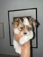 Mav ,Chocolate Parti, a male Yorkshire Terrier for sale in Waxahachie, TX – 1 of 9