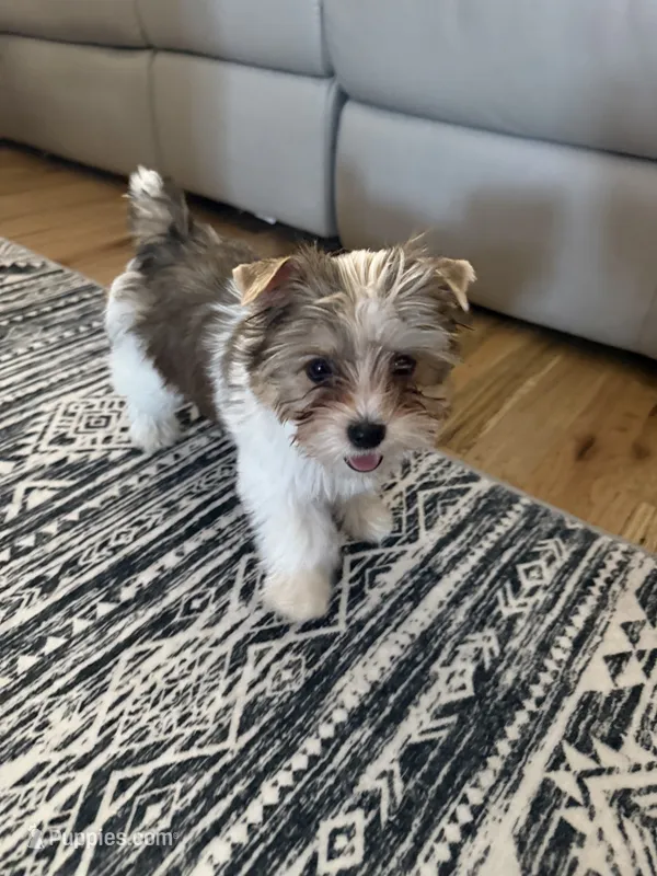 Mav ,Chocolate Sable Parti – Yorkshire Terrier puppy for sale in Waxahachie, TX
