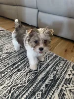 Mav ,Sable Parti Merle , a male Yorkshire Terrier for sale in Waxahachie, TX – 1 of 5