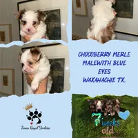 Milo Chocoberry with blue eyes, a male Yorkshire Terrier for sale in Waxahachie, TX – 4 of 9