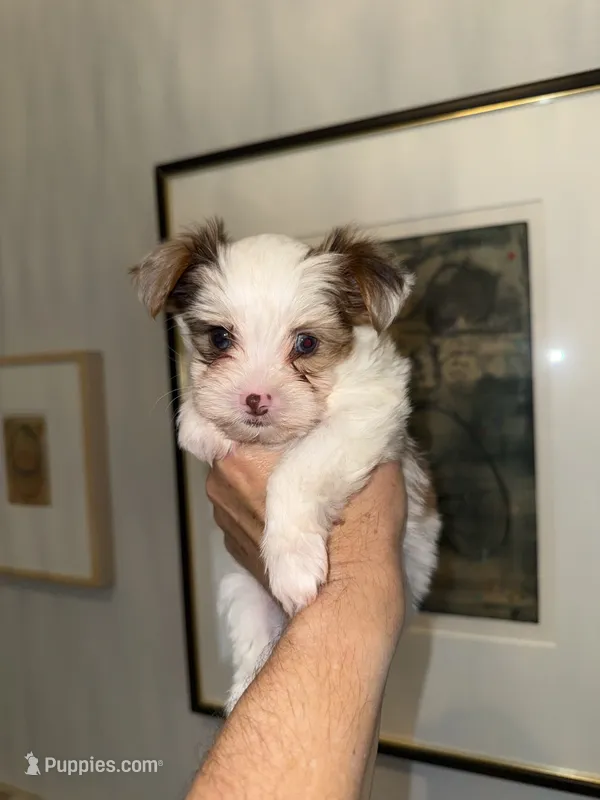 Milo with blue eyes – Yorkshire Terrier puppy for sale in Waxahachie, TX