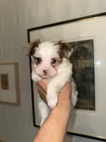 Milo Chocoberry with blue eyes, a male Yorkshire Terrier for sale in Waxahachie, TX – 1 of 9