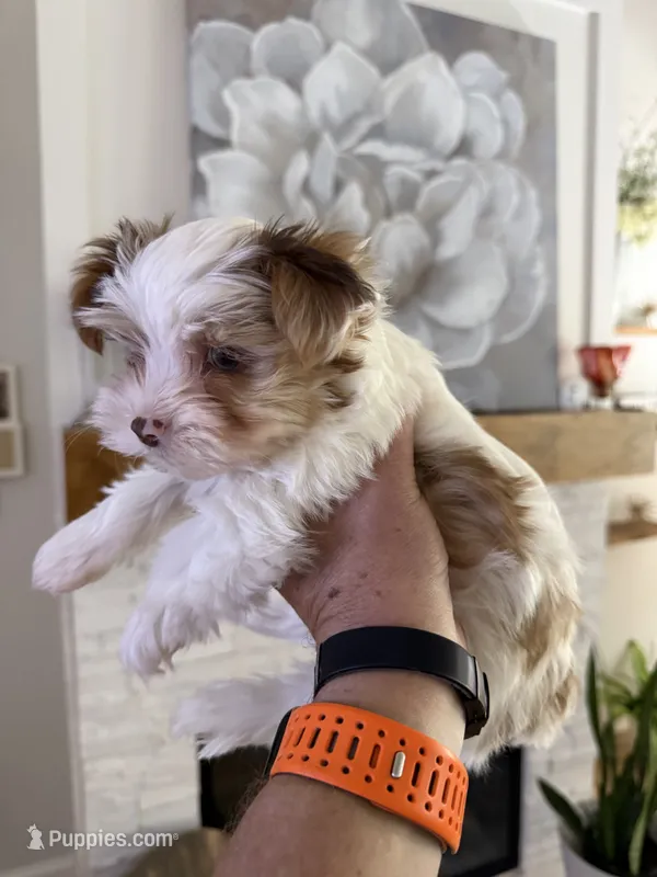 Milo Chocoberry with blue eyes – Yorkshire Terrier puppy for sale in Waxahachie, TX