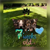 Mav ,Chocolate Parti, a male Yorkshire Terrier for sale in Waxahachie, TX – 4 of 9