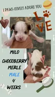 Milo with blue eyes, a male Yorkshire Terrier for sale in Waxahachie, TX – 3 of 5