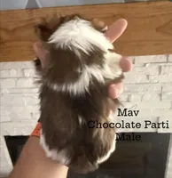 Mav, a male Yorkshire Terrier for sale in Waxahachie, TX – 3 of 5