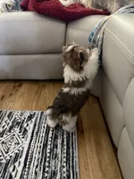 Mav ,Sable Parti Merle , a male Yorkshire Terrier for sale in Waxahachie, TX – 3 of 5
