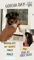 Sox, a male Yorkshire Terrier for sale in Waxahachie, TX – 3 of 6