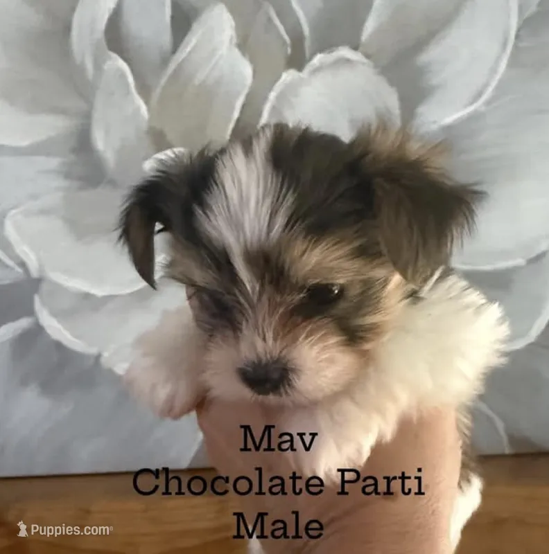 Mav – Yorkshire Terrier puppy for sale in Waxahachie, TX